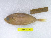 藏品(細鰺)的圖片